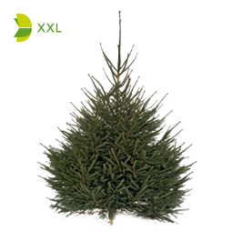 Sapin Epicéa 1,25 m