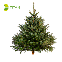 Sapin Nordmann 4 M